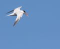 Elegant Tern